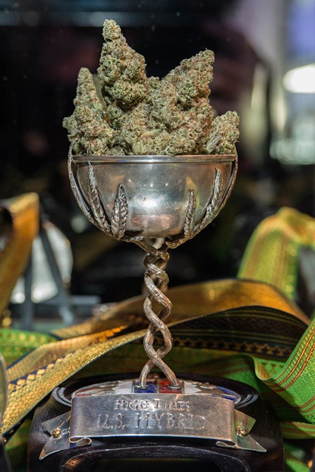 cannabis cup