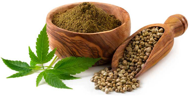 hemp protein