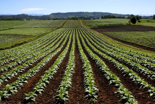 cultivo de tabaco