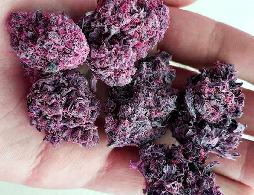 purple kush